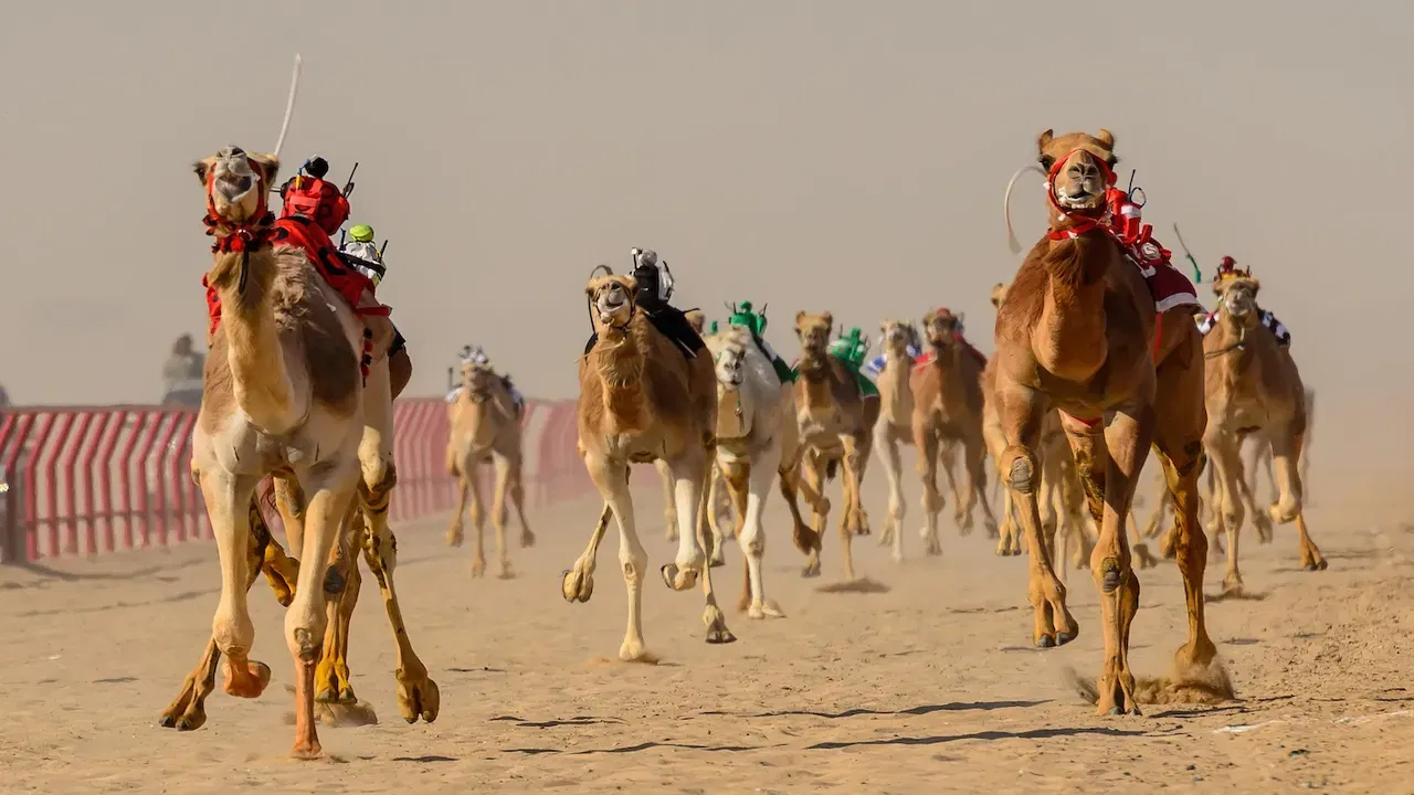 Курс верблюжьих гонок