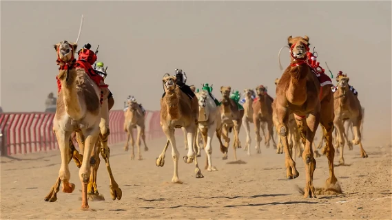 Camel Racing Course