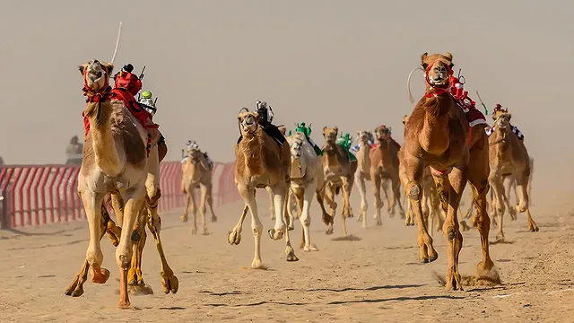 Camel Racing Course