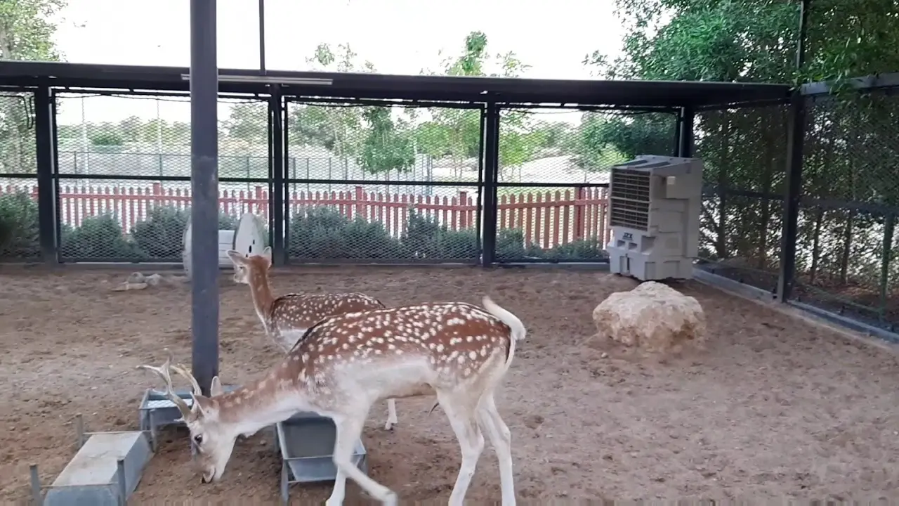 مزرعة داماك هيلز للحيوانات الأليفة