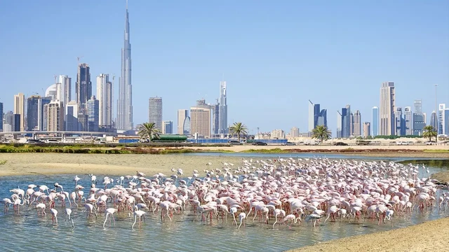 محمية رأس الخور للحياة البرية
