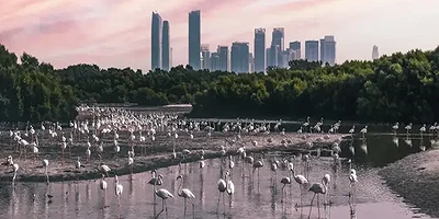 Ras Al Khor Wildlife Sanctuary